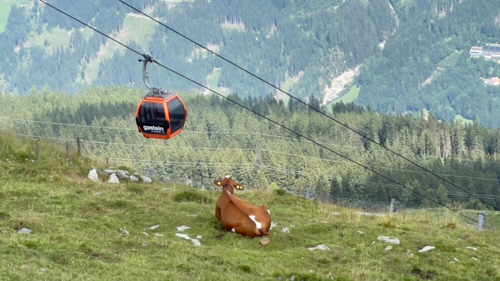 Bad Gastein, Salzburg - Stubnerkogel_Kühe