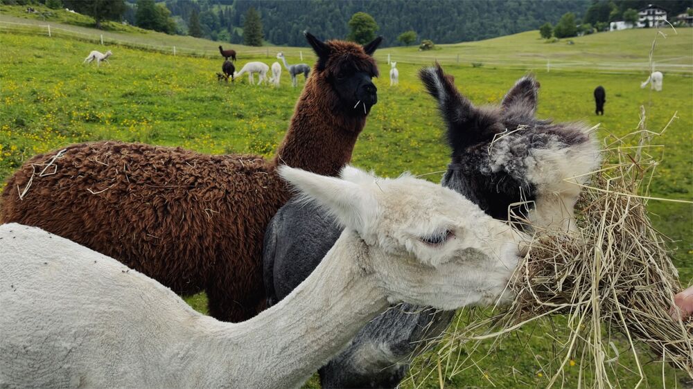 Alpakas und Lama am Jodlerhof