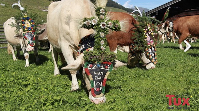 © Archiv Tourismusverband Tux-Finkenberg / Tux-Finkenberg, Tirol - Kühe auf Alm / Zum Vergrößern auf das Bild klicken